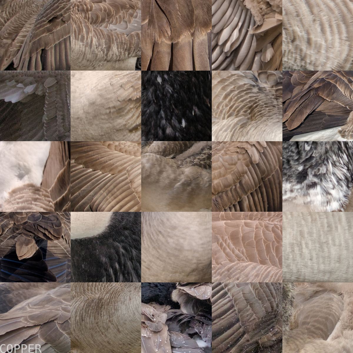 feathers